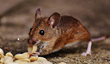 24 Hour & Emergency Exterminators in Steelmanville, NJ